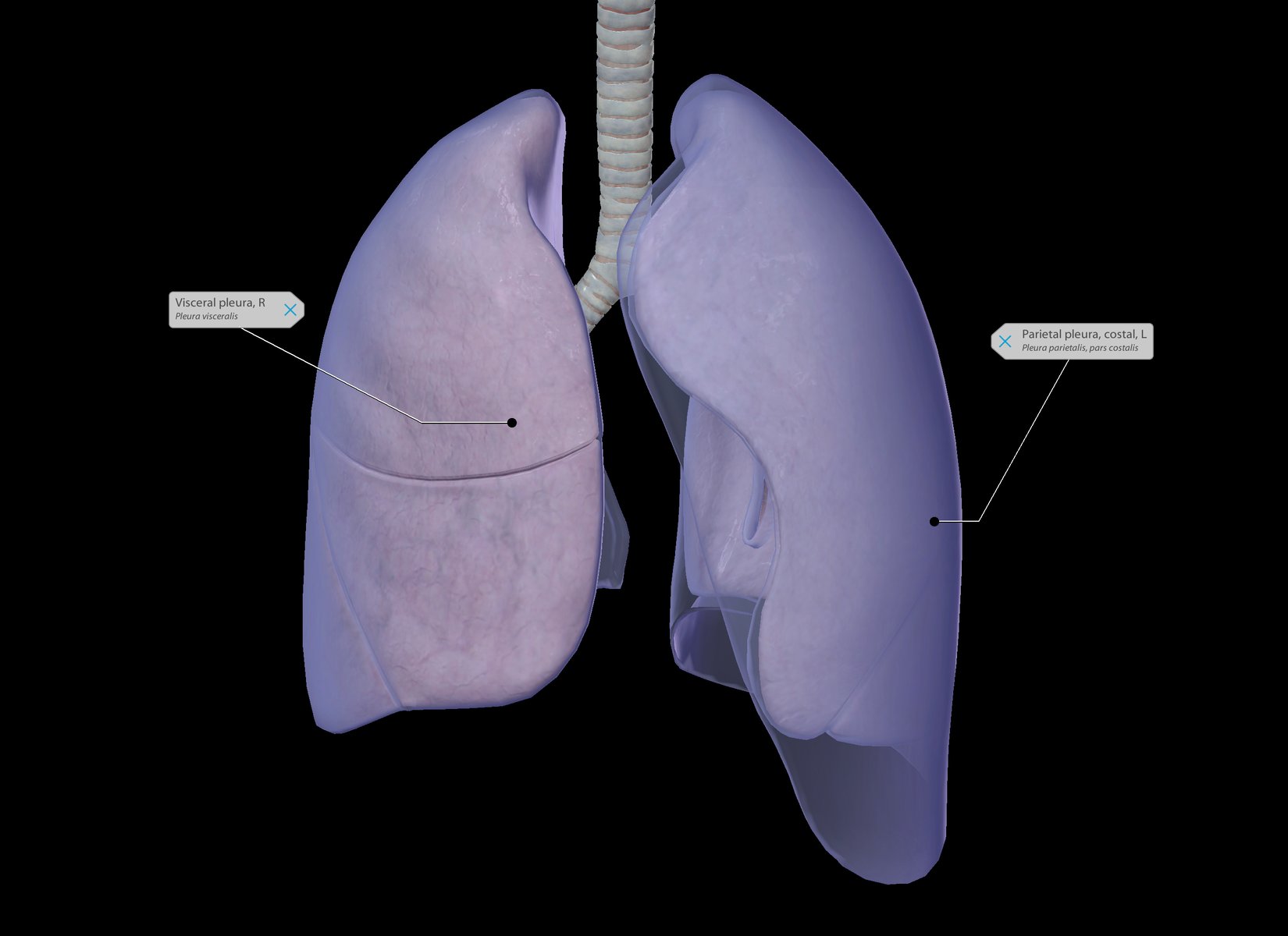 The Deadly Dozen The 12 Most Foreboding Chest Injuries Part I